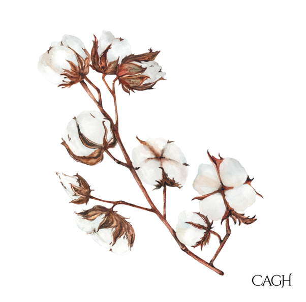 CAGH Cotton Luncheon Paper Napkin  25pk